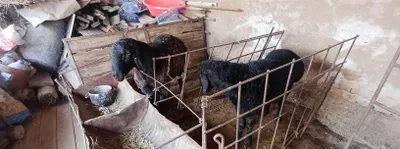 Продаются 2 барана