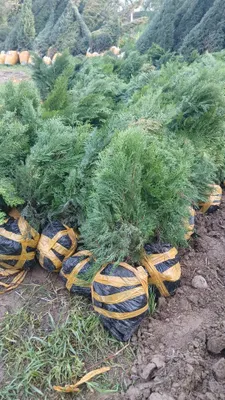 Kokarrishi o'zingizga bogliq 1