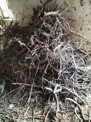 Oʻtin arzonroq narxda sotiladi. 1