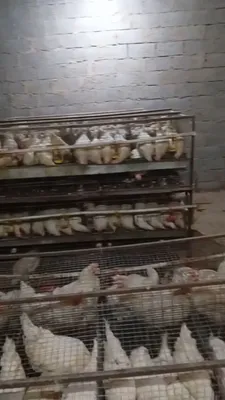 Ломан синди Тухум йуналишида 1