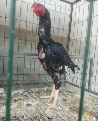 Dakan. Bobo xoroz sotiladi 1