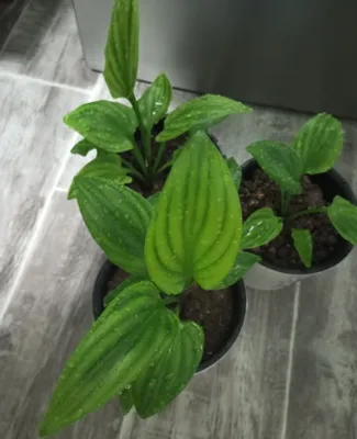 Chiroyli dog‘li drimiopsis 1