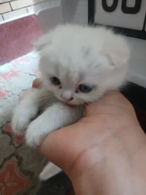 Продаются котята 1