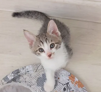 Котёнок-мальчик, почти 2 месяца, нежный, умный. 1