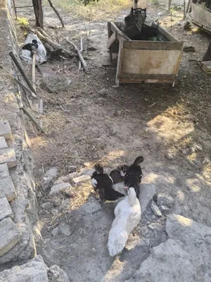 Домашние хорошие индоутки 1