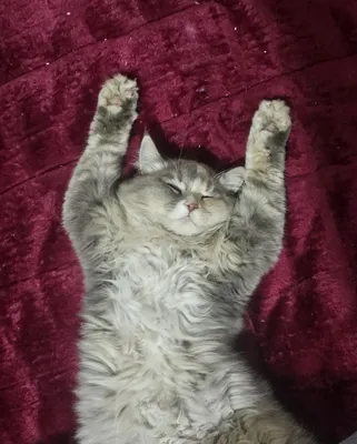 Бесплатно отдаётся кошка 1