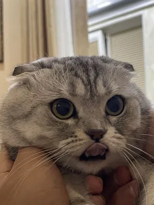 Вязка Скотишь Фолд 1