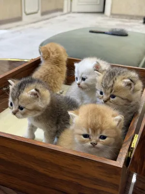 Men spermatozoidlardan kasal bolib qoldim Toping va siking