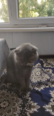 Продаётся кошка 1