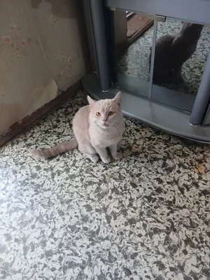 отдам даром двух кошек 1