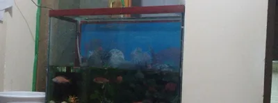 Baliqlar (sikhlidlar) va ikkita katta so‘rg‘ich som baliqli akvarium sotiladi. Narxi 1