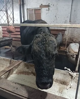 Сотилади Абердин Ангус 1