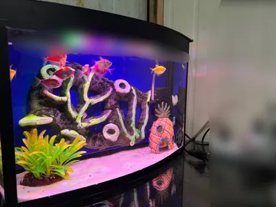 Akvarium sotiladi 1