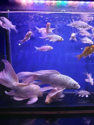 Platina koi karplari, kapalak, vual zotli 1