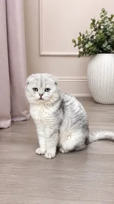 Предлагается кот на вязку