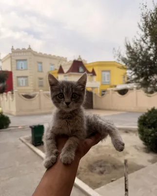 Британский породистый котёнок