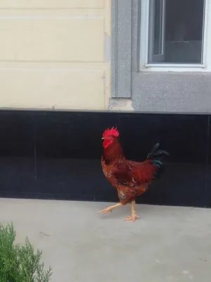 xanhiyap zotli xoroz 1
