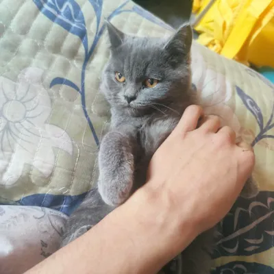 Британский вислоухий котёнок 1