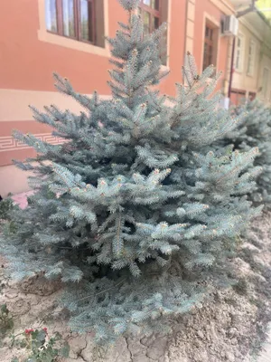 Ko’k archa 2 metr 1