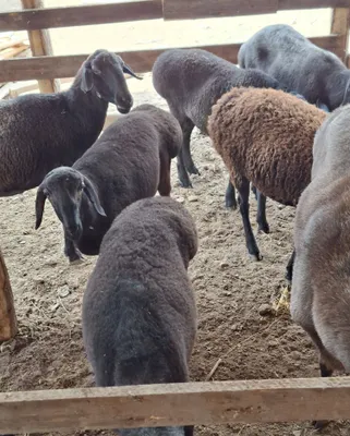 Qozi qochqorla sotiladi 3 dona ,,40 kg jivoy ves kevoti 1