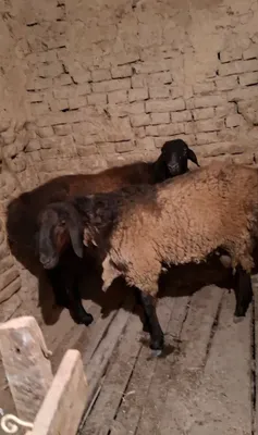 2 ta qochqor sotiladi