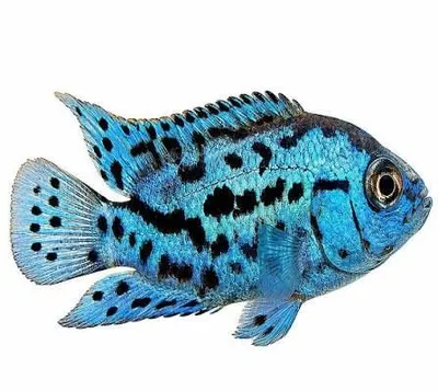 Мальки Blue Jack Dempsey, 3–4 см 1