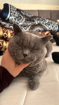 Продаётся кошка породы скоттиш-страйт, срочно 1