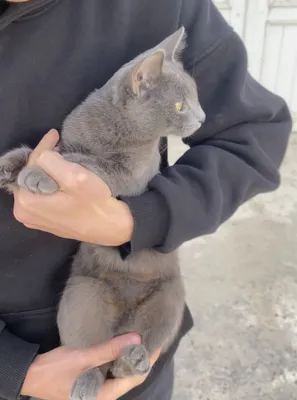 Scottish fold (zoti toza) 1