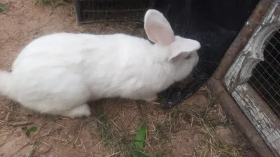 Здоровый кролик 1