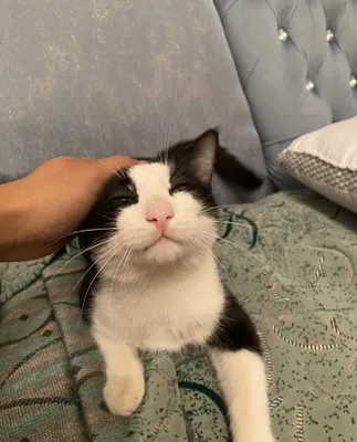Котенок 1год в хорошие руки 1