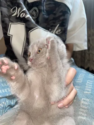Шотландский вислоухий котёнок 1