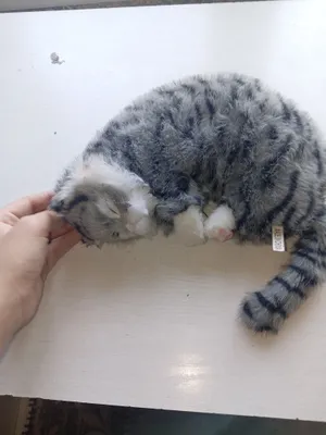 Котёнок, который мяукает 1