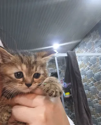 Веслоушки 1 мальчик 2девочки 1,5 месяца 1