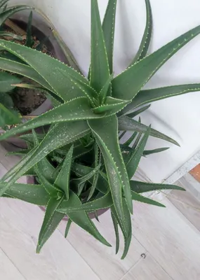 Daraxtsimon aloe 1
