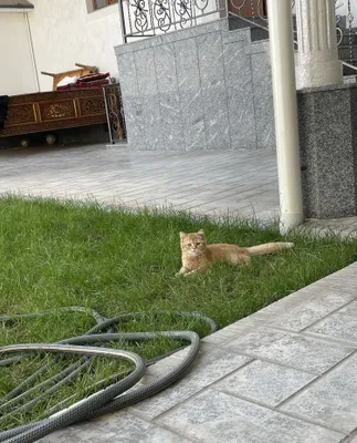 Скоттиш-страйт 1
