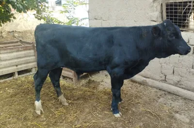 Buqacha Angus 4 oyki 1