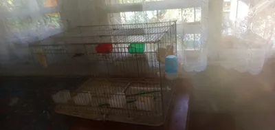 Клетка продаётся 1