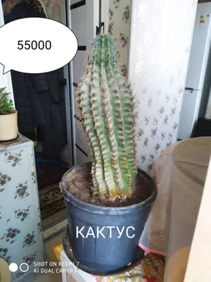Gultuvakdagi kaktus 1