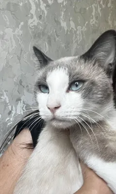 Кот породы Snowshoe, мальчик, полтора года 1
