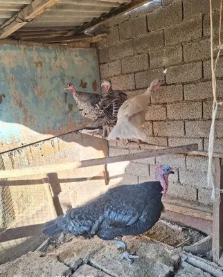 Kurkalar sotiladi 1