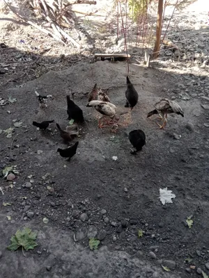 япон чожа энаси билан
