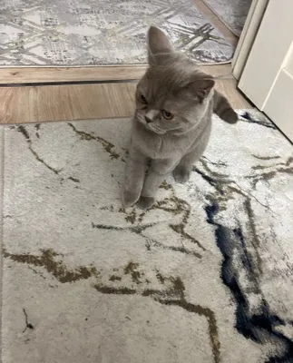 Кошка британская короткошёрстная 1