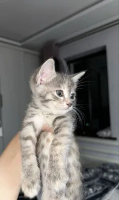 Отдам котят в хорошие руки 1