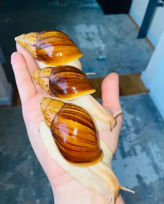 Улитка для кожи лица и суставов