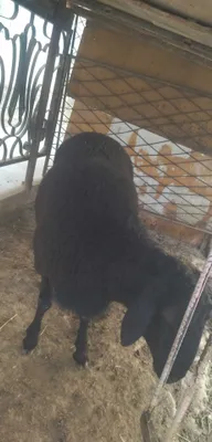 Продаётся баран 1