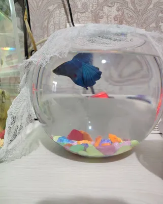 Betta baliqchasini sotaman