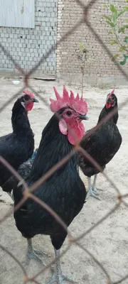 Bir mushukda beshta xoroz