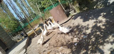 Goz soni 9 ta srochno sotiladi 1