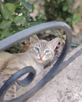 Кот пароды таби линкс поит 1