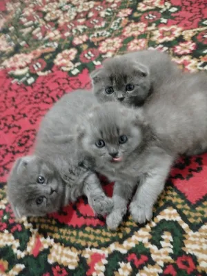 Продаются котята 1